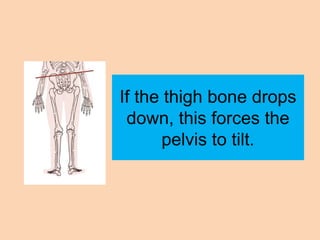 If the thigh bone drops
 down, this forces the
       pelvis to tilt.
 