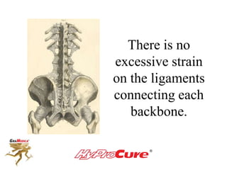 There is no
excessive strain
on the ligaments
connecting each
backbone.
 