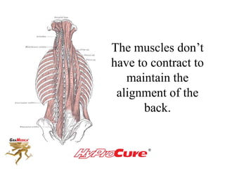 The muscles don’t
have to contract to
maintain the
alignment of the
back.
 