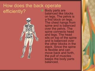 How does the back operate
efficiently? Body parts are
balanced like blocks
on legs. The pelvis is
a first block on legs.
The chest hangs from
spine and is balanced
over the pelvis. The
spine connects head
and legs. The head
sits on top of the spine
and is balanced over
the other blocks in the
stack. Since the spine
is flexible and can
move back and forth,
the pull of muscles
keeps the body parts
balanced.
 