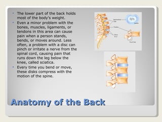Anatomy of the Back The lower part of the back holds most of the body's weight. Even a minor problem with the bones, muscles, ligaments, or tendons in this area can cause pain when a person stands, bends, or moves around. Less often, a problem with a disc can pinch or irritate a nerve from the spinal cord, causing pain that runs down the leg below the knee, called sciatica.  Every time you bend or move, these disks compress with the motion of the spine.  