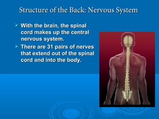 Structure of the Back: Nervous SystemStructure of the Back: Nervous System
 With the brain, the spinalWith the brain, the spinal
cord makes up the centralcord makes up the central
nervous system.nervous system.
 There are 31 pairs of nervesThere are 31 pairs of nerves
that extend out of the spinalthat extend out of the spinal
cord and into the body.cord and into the body.
 