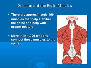 Structure of the Back: MusclesStructure of the Back: Muscles
 There are approximately 400There are approximately 400
muscles that help stabilizemuscles that help stabilize
the spine and help withthe spine and help with
proper posture.proper posture.
 More than 1,000 tendonsMore than 1,000 tendons
connect these muscles to theconnect these muscles to the
spine.spine.
 