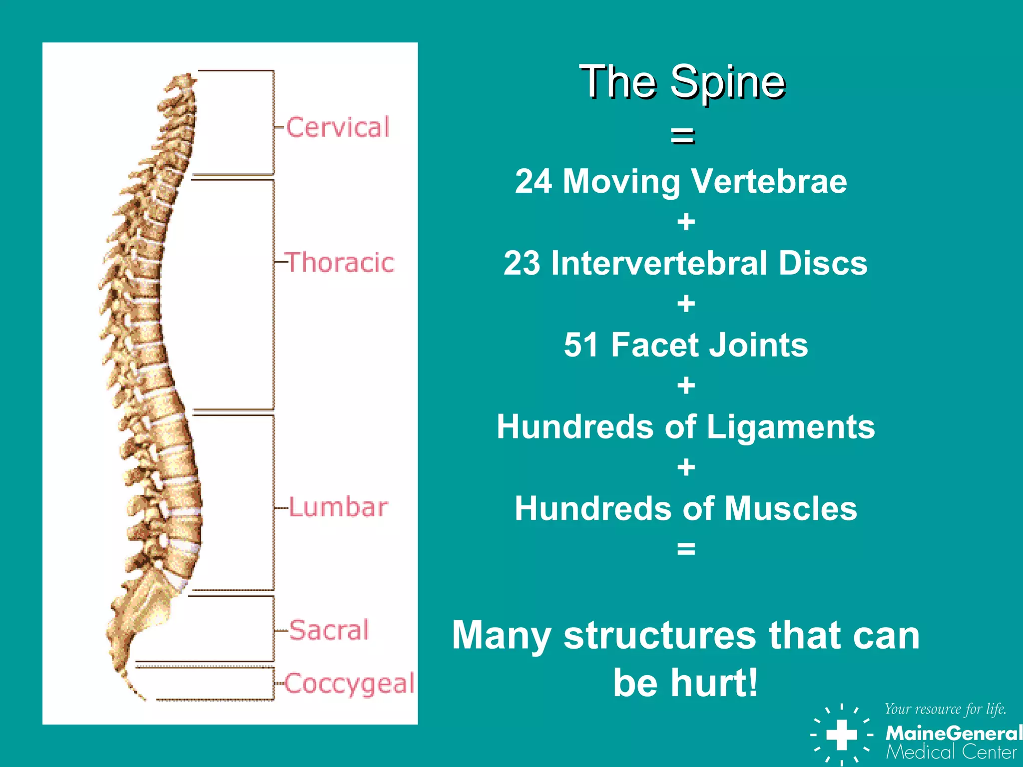 The SpineThe Spine
==
24 Moving Vertebrae
+
23 Intervertebral Discs
+
51 Facet Joints
+
Hundreds of Ligaments
+
Hundreds of Muscles
=
Many structures that can
be hurt!
 