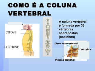 COMO É A COLUNA VERTEBRAL A coluna vertebral é formada por 33  vértebras sobrepostas (ossinhos) Vértebra Disco intervertebral Medula espinhal CIFOSE LORDOSE 