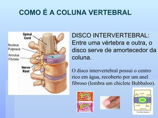 COMO É A COLUNA VERTEBRAL DISCO INTERVERTEBRAL: Entre uma vértebra e outra, o disco serve de amortecedor da coluna.  O disco intervertebral possui o centro rico em água, recoberto por um anel fibroso (lembra um chiclete Bubbaloo). 