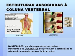 ESTRUTURAS ASSOCIADAS À COLUNA VERTEBRAL Os  MÚSCULOS , que são responsáveis por realizar o  movimento e os  LIGAMENTOS  que promovem a  estabilidade da articulação, mantendo um osso junto ao outro. MÚSCULOS LIGAMENTOS Músculos Ligamentos 