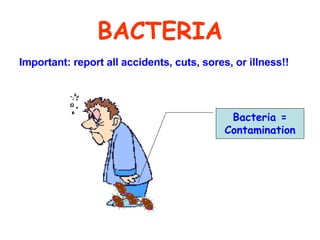 BACTERIA Important: report all accidents, cuts, sores, or illness!! Bacteria = Contamination 