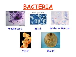 BACTERIA Bacilli Bacterial Spores Molds Pneumococci Yeast 