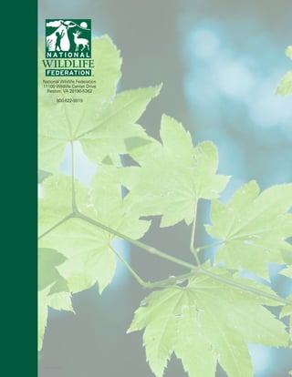 National Wildlife Federation
11100 Wildlife Center Drive
Reston, VA 20190-5362
800-822-9919

©ExtreemWn

 