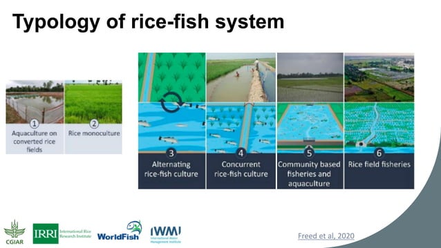 World Water Week: Back to the Future: Integrating rice-fish systems for ...