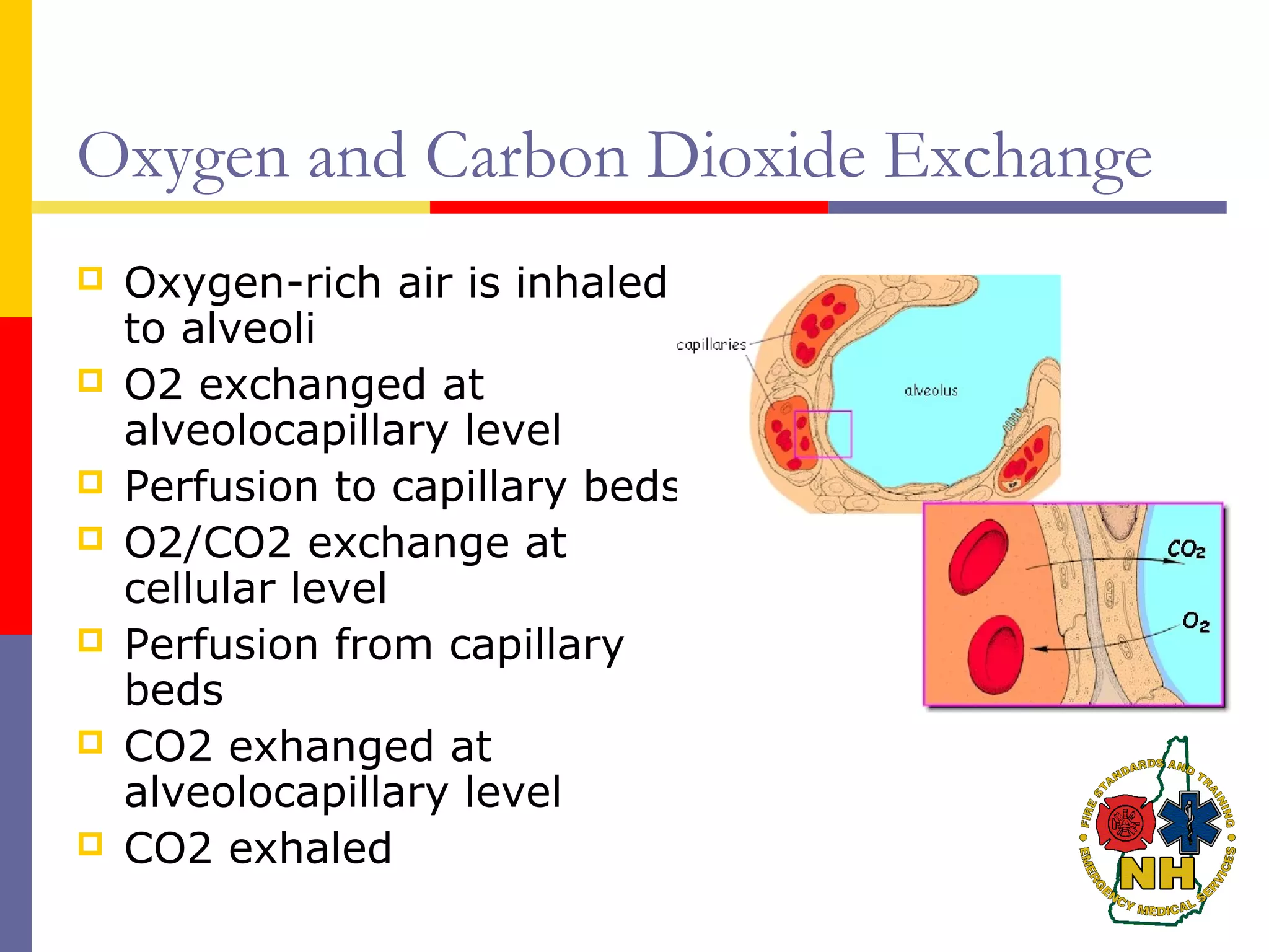 Oxygen and Carbon Dioxide Exchange
 Oxygen-rich air is inhaled
to alveoli
 O2 exchanged at
alveolocapillary level
 Perfusion to capillary beds
 O2/CO2 exchange at
cellular level
 Perfusion from capillary
beds
 CO2 exhanged at
alveolocapillary level
 CO2 exhaled
 