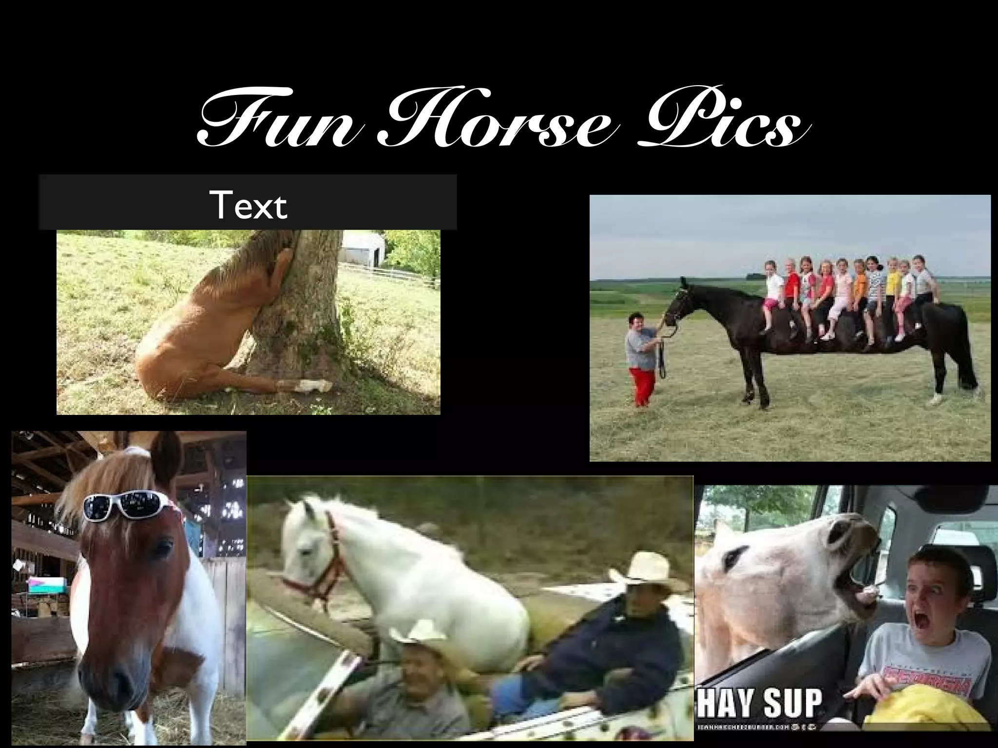 Fun Horse Pics
Text
 