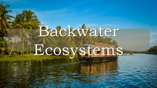 Backwater
Ecosystems
 