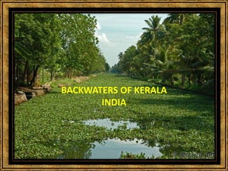 BACKWATERS OF KERALA 
INDIA 
 