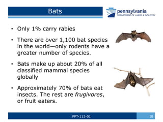 Rabies Insect Backyard and Wildlife Safety.pptx