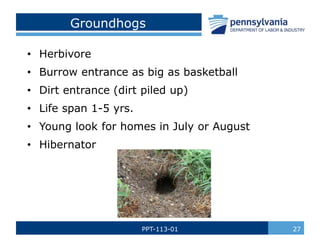 Backyard and Wildlife Safety.pptx