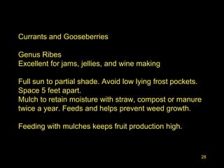28
Currants and Gooseberries
Genus Ribes
Excellent for jams, jellies, and wine making
Full sun to partial shade. Avoid low lying frost pockets.
Space 5 feet apart.
Mulch to retain moisture with straw, compost or manure
twice a year. Feeds and helps prevent weed growth.
Feeding with mulches keeps fruit production high.
 