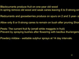 31
Blackcurrants produce fruit on one-year old wood
In spring remove old wood and weak canes leaving 6 to 9 strong on
Redcurrants and gooseberries produce on spurs on 2 and 3 year- o
Allow only 8 or 9 strong canes to remain on bush after pruning Shor
Pests: The currant fruit fly (small white maggots in fruit)
Prevent by spraying bushes after flowering with bacillus thuriengens
Powdery mildew - wettable sulphur sprays at 14 day intervals.
 