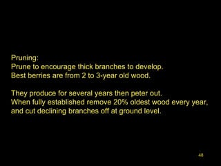 48
Pruning:
Prune to encourage thick branches to develop.
Best berries are from 2 to 3-year old wood.
They produce for several years then peter out.
When fully established remove 20% oldest wood every year,
and cut declining branches off at ground level.
 