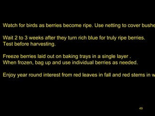 49
Watch for birds as berries become ripe. Use netting to cover bushe
Wait 2 to 3 weeks after they turn rich blue for truly ripe berries.
Test before harvesting.
Freeze berries laid out on baking trays in a single layer .
When frozen, bag up and use individual berries as needed.
Enjoy year round interest from red leaves in fall and red stems in w
 