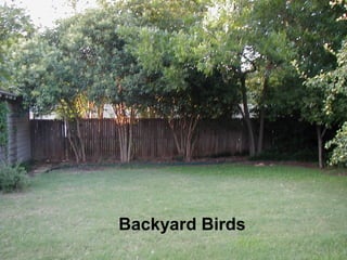 Backyard Birds
Backyard Birds
 