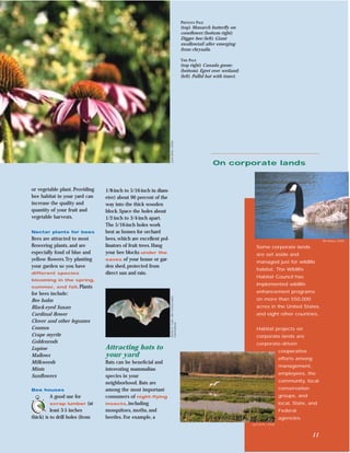 PREVIOUS PAGE
                                                                                                         (top) Monarch butterﬂy on
                                                                                                         coneﬂower; (bottom right)
                                                                                                         Digger bee; (left) Giant
                                                                                                         swallowtail after emerging
                                                                                                         from chrysalis.

                                                                                                         THIS PAGE
                                                                                                         (top right) Canada goose;
                                                                                                         (bottom) Egret over wetland;
                                                                                                         (left) Pallid bat with insect.




                                                                    Lynn Betts, USDA
                                                                                                                         On corporate lands


or vegetable plant. Providing      1/8-inch to 5/16-inch in diam-
bee habitat in your yard can       eter) about 90 percent of the
increase the quality and           way into the thick wooden
quantity of your fruit and         block. Space the holes about
vegetable harvests.                1/2-inch to 3/4-inch apart.
                                   The 5/16-inch holes work
Nectar plants for bees             best as homes for orchard
Bees are attracted to most         bees, which are excellent pol-                                                                                                                Bill Welker, USDA
ﬂowering plants, and are           linators of fruit trees. Hang                                                                             Some corporate lands
especially fond of blue and        your bee blocks under the                                                                                 are set aside and
yellow ﬂowers.Try planting         eaves of your house or gar-
                                                                                                                                             managed just for wildlife
your garden so you have            den shed, protected from
                                                                                                                                             habitat. The Wildlife
different species                  direct sun and rain.
                                                                                                                                             Habitat Council has
blooming in the spring,
                                                                                                                                             implemented wildlife
summer, and fall. Plants
for bees include:                                                                                                                            enhancement programs
                                                                    Merlin D. Tuttle, Bat Conservation




Bee balm                                                                                                                                     on more than 550,000
Black-eyed Susan                                                                                                                             acres in the United States
Cardinal ﬂower                                                                                                                               and eight other countries.
Clover and other legumes
                                                                    International




Cosmos                                                                                                                                       Habitat projects on
Crape myrtle                                                                                                                                 corporate lands are
Goldenrods                                                                                                                                   corporate-driven
Lupine                             Attracting bats to                                                                                                        cooperative
Mallows                            your yard                                                                                                                 efforts among
Milkweeds                          Bats can be beneﬁcial and
                                                                                                                                                             management,
Mints                              interesting mammalian
                                                                                                                                                             employees, the
Sunﬂowers                          species in your
                                   neighborhood. Bats are                                                                                                    community, local
Bee houses                         among the most important                                                                                                  conservation
         A good use for            consumers of night-ﬂying                                                                                                  groups, and
         scrap lumber        (at   insects, including                                                                                                        local, State, and
          least 3-5 inches         mosquitoes, moths, and                                                                                                    Federal
thick) is to drill holes (from     beetles. For example, a                                                                                                   agencies.
                                                                                                                                          Lynn Betts, USDA



                                                                                                                                                                            11
 