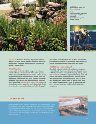 PREVIOUS PAGE
                                                                                                                  Wetland plants in low area
                                                                                                                  between buildings.

                                                                                                                  THIS PAGE
                                                                                                                  (top) Colorful mix of wetland
                                                                                                                  plants; (right) Goldﬁnch on
                                                                                                                  coneﬂower;
                                                                                                                  (bottom) Restored prairie
                                                                                                                  pothole wetland.




                                                                                               Lynn Betts, USDA
                                                                                                                                          Richard Day, Daybreak Imagery




Important! Because of the variety of potential conditions         grow well in wooded wetlands that are damp and shaded. If
that you can create, and the potential side-effects of blocking   you create bog conditions of permanently damp organic soil,
drainage ways, you should always consult an expert before         you can grow native orchids,Venus ﬂytrap, and sundew.
starting a wetland project.
                                                                  Wildlife in your wetland
What to plant                                                     Many birds and small animals will quickly start using your
A wide variety of attractive plants can grow in wet areas.        wetland. Usually frogs, toads, salamanders, and aquatic insects
Cattails and many varieties of reeds thrive in the open sun       will ﬁnd your wetland during the ﬁrst spring. A deep, perma-
and are easy to care for. Many species are not harmed by long     nent pool in the wetland can support native frogs, toads, and
dry periods during the summer. Cardinal ﬂowers, sweet ﬂag,        possibly ﬁsh that will eat mosquito larva and other insects.
and pickerel weed thrive in wet areas. Trees and shrubs like      Most frogs and toads need spring pools in which to breed;
black gum, water oak, red-osier dogwood, button bush, and         their tadpoles need shallow water for several weeks while
sweet pepper bush add texture, color, and beauty to               they mature.Wetlands that dry out in the summer can sup-
any landscape, and are adapted to poorly drained soil. A vari-    port a variety of plants and wildlife and will not produce
ety of attractive ferns, skunk cabbage, and Jack-in-the-pulpit    mosquitoes.




On the farm


Wetlands ﬁlter excess nutrients, chemicals, and sediment from runoff,
keep ground water pure, hold back ﬂood waters, provide habitat for
migratory birds and local wildlife, and add beauty to the landscape.
                                                                                                                                                     Tim McCabe, USDA




Across the country, many farmers are restoring wet areas in cropland
and pasture to fully functioning wetlands that beneﬁt their land and
the environment.


                                                                                                                                               17
 