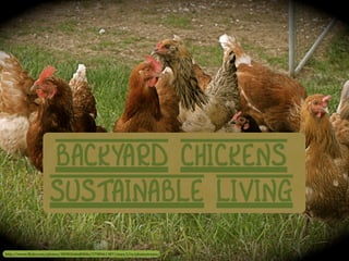 http://www.(lickr.com/photos/38983646@N06/3798961387/sizes/l/in/photostream/
Backyard Chickens
Sustainable Living
 