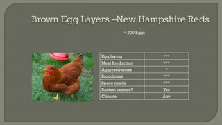 < 200 Eggs
Egg laying ***
Meat Production ***
Aggressiveness *
Broodiness ***
Space needs ***
Bantam version? Yes
Climate Any
 