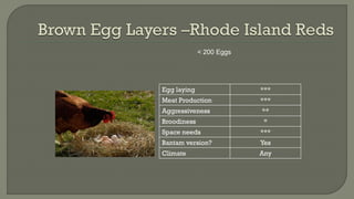 < 200 Eggs
Egg laying ***
Meat Production ***
Aggressiveness **
Broodiness *
Space needs ***
Bantam version? Yes
Climate Any
 
