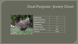 Egg laying **
Meat Production **
Aggressiveness *
Broodiness *
Space needs ***
Bantam version? No
Climate Cold
 