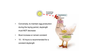 Increasing
daylength
Pituitary
gland
GNRF
Ovary
Oviduct
LH
FSH
Progesterone
Estradiol
Hypothalamus
• Conversely, to maintain egg production
during the laying period, daylength
must NOT decrease
• Must increase or remain constant
• 15 - 16 hours is recommended for a
constant daylength
 