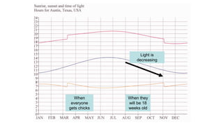 When
everyone
gets chicks
When they
will be 18
weeks old
Light is
decreasing
 