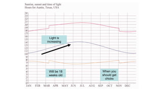 Will be 18
weeks old
When you
should get
chicks
Light is
increasing
 