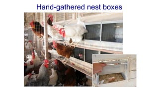 Hand-gathered nest boxes
 