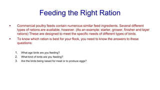 Feeding the Right Ration
▪ Commercial poultry feeds contain numerous similar feed ingredients. Several different
types of rations are available, however. (As an example: starter, grower, finisher and layer
rations) These are designed to meet the specific needs of different types of birds.
▪ To know which ration is best for your flock, you need to know the answers to these
questions:
1. What age birds are you feeding?
2. What kind of birds are you feeding?
3. Are the birds being raised for meat or to produce eggs?
 