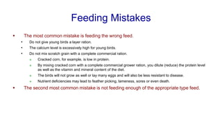 Feeding Mistakes
▪ The most common mistake is feeding the wrong feed.
• Do not give young birds a layer ration.
• The calcium level is excessively high for young birds.
• Do not mix scratch grain with a complete commercial ration.
❖ Cracked corn, for example, is low in protein.
❖ By mixing cracked corn with a complete commercial grower ration, you dilute (reduce) the protein level
as well as the vitamin and mineral content of the diet.
❖ The birds will not grow as well or lay many eggs and will also be less resistant to disease.
❖ Nutrient deficiencies may lead to feather picking, lameness, sores or even death.
▪ The second most common mistake is not feeding enough of the appropriate type feed.
 