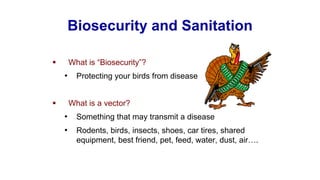 Biosecurity and Sanitation
▪ What is “Biosecurity”?
• Protecting your birds from disease
▪ What is a vector?
• Something that may transmit a disease
• Rodents, birds, insects, shoes, car tires, shared
equipment, best friend, pet, feed, water, dust, air….
 