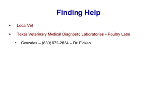 Finding Help
▪ Local Vet
▪ Texas Veterinary Medical Diagnostic Laboratories – Poultry Labs
• Gonzales – (830) 672-2834 – Dr. Ficken
 
