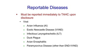 Reportable Diseases
▪ Must be reported immediately to TAHC upon
disclosure
• Viral:
❖ Avian Influenza (AI)
❖ Exotic Newcastle Disease (VVND)
❖ Infectious Laryngotracheitis (ILT)
❖ Duck Plague
❖ Avian Encephalitis
❖ Paramyxovirus Disease (other than END-VVND)
 