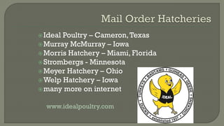 Ideal Poultry – Cameron,Texas
Murray McMurray – Iowa
Morris Hatchery – Miami, Florida
Strombergs - Minnesota
Meyer Hatchery – Ohio
Welp Hatchery – Iowa
many more on internet
www.idealpoultry.com
 