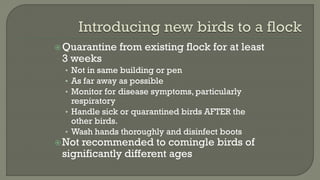 Quarantine from existing flock for at least
3 weeks
• Not in same building or pen
• As far away as possible
• Monitor for disease symptoms, particularly
respiratory
• Handle sick or quarantined birds AFTER the
other birds.
• Wash hands thoroughly and disinfect boots
Not recommended to comingle birds of
significantly different ages
 