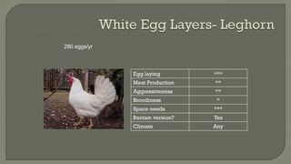 280 eggs/yr
Egg laying ***
Meat Production **
Aggressiveness **
Broodiness *
Space needs ***
Bantam version? Yes
Climate Any
 