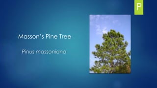 Masson’s Pine Tree
Pinus massoniana
P
 