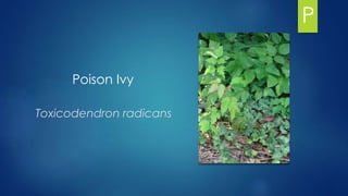Poison Ivy
Toxicodendron radicans
P
 