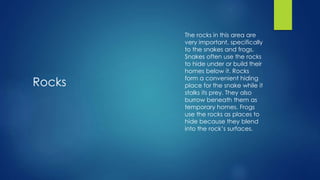 Rocks
The rocks in this area are
very important, specifically
to the snakes and frogs.
Snakes often use the rocks
to hide under or build their
homes below it. Rocks
form a convenient hiding
place for the snake while it
stalks its prey. They also
burrow beneath them as
temporary homes. Frogs
use the rocks as places to
hide because they blend
into the rock’s surfaces.
 