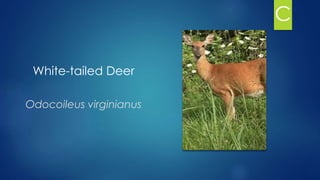 White-tailed Deer
Odocoileus virginianus
C
 