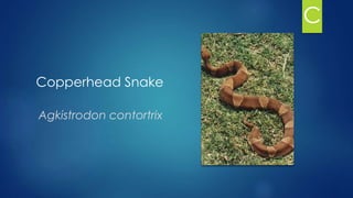 Copperhead Snake
Agkistrodon contortrix
C
 