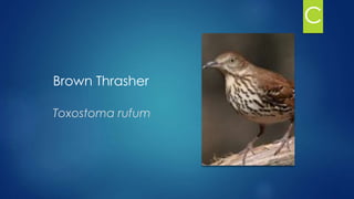 Brown Thrasher
Toxostoma rufum
C
 
